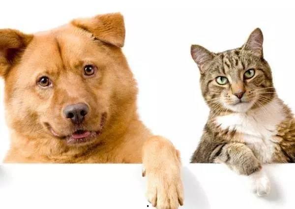 娱乐吃瓜君猫猫狗狗,猫猫狗狗的趣味生活大揭秘